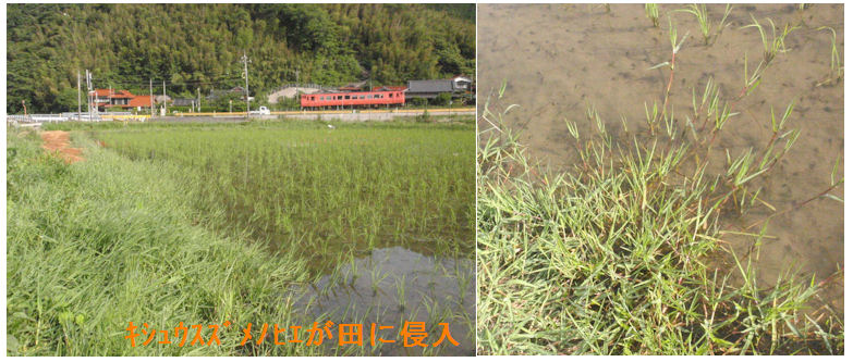 f:id:chuumeikun:20210601194133j:plain