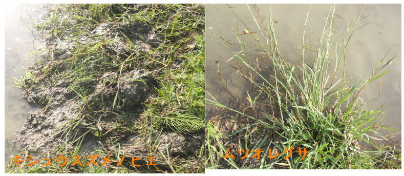 f:id:chuumeikun:20210601194226j:plain