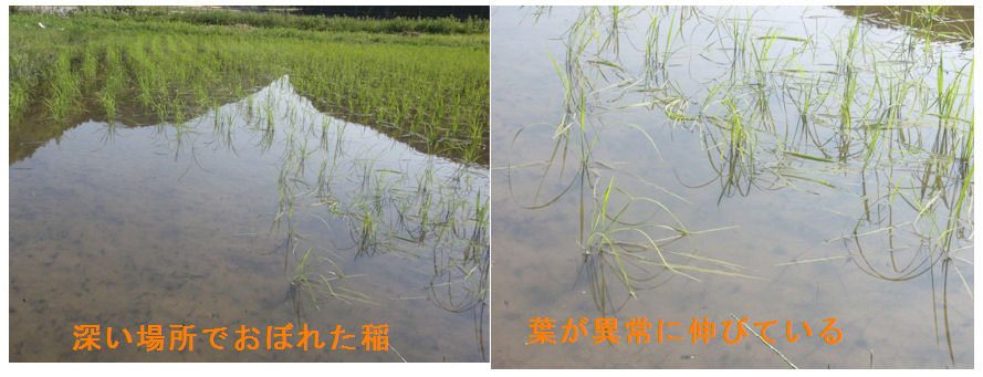 f:id:chuumeikun:20210601194340j:plain