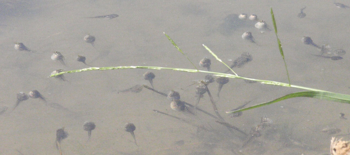 f:id:chuumeikun:20210601194547j:plain