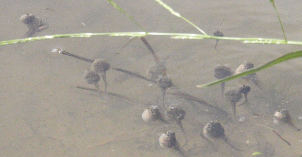 f:id:chuumeikun:20210601194647j:plain