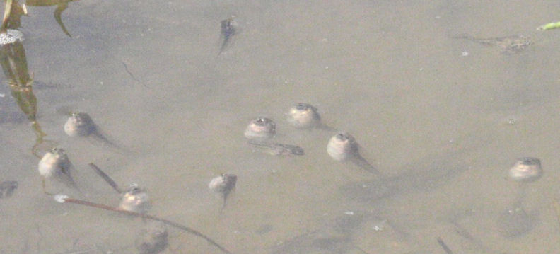 f:id:chuumeikun:20210601194705j:plain