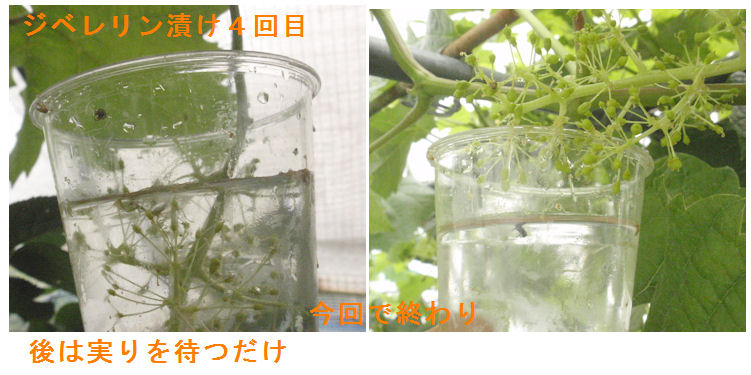 f:id:chuumeikun:20210606190458j:plain