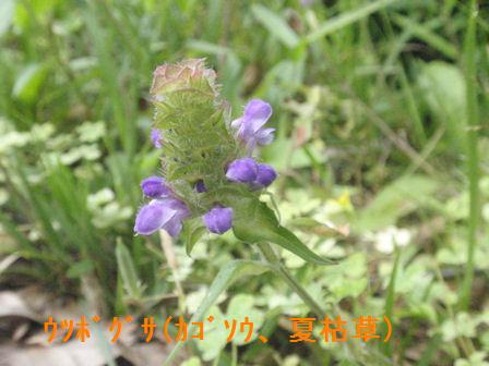 f:id:chuumeikun:20210609182714j:plain