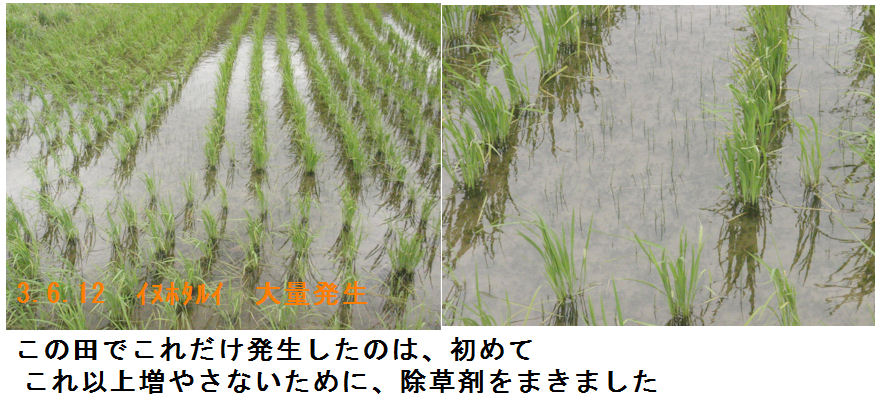 f:id:chuumeikun:20210612145230j:plain