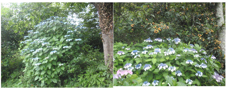 f:id:chuumeikun:20210612145247j:plain