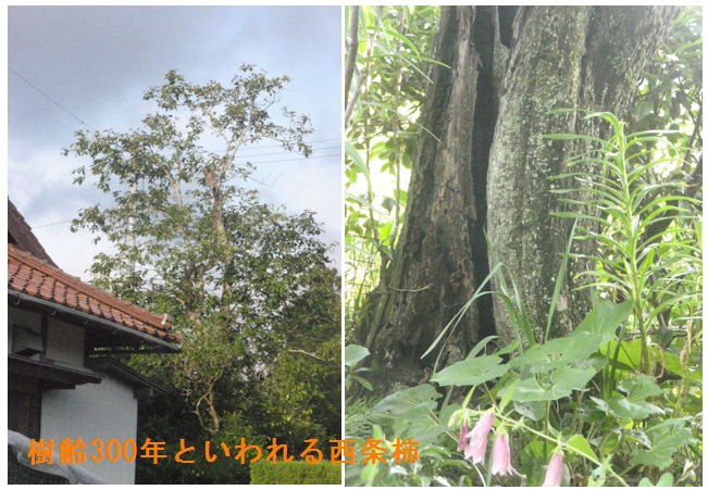 f:id:chuumeikun:20210613064526j:plain