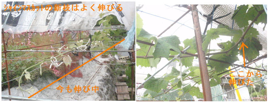 f:id:chuumeikun:20210616170602j:plain