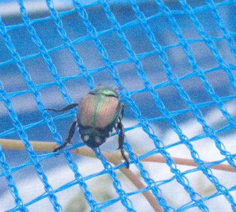 f:id:chuumeikun:20210619163954j:plain