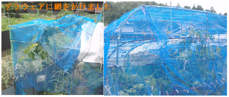 f:id:chuumeikun:20210619164010j:plain