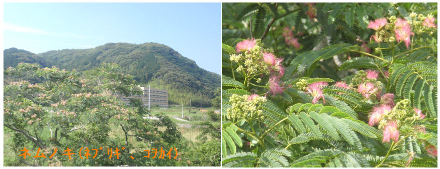 f:id:chuumeikun:20210619164041j:plain