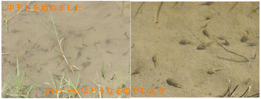 f:id:chuumeikun:20210621223732j:plain