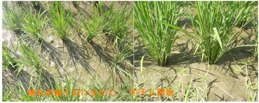 f:id:chuumeikun:20210621223750j:plain