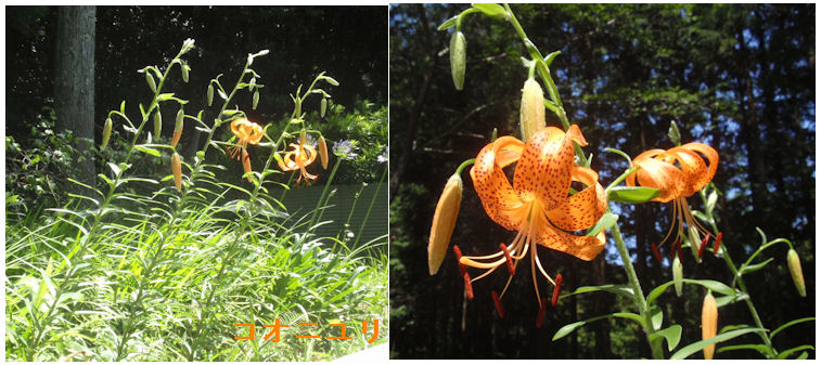 f:id:chuumeikun:20210621223806j:plain