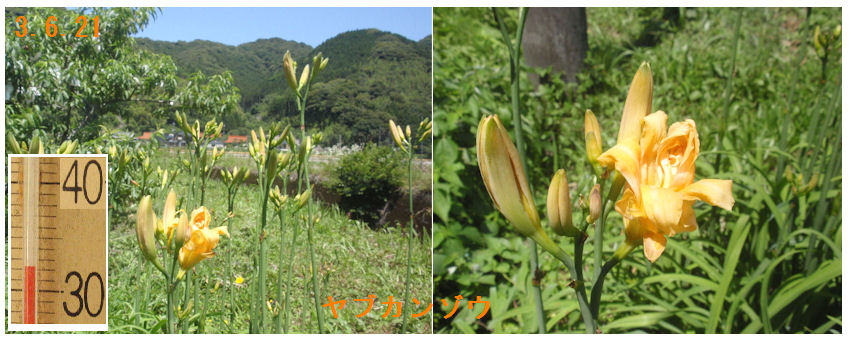 f:id:chuumeikun:20210621223826j:plain