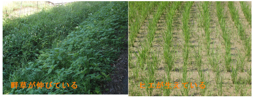 f:id:chuumeikun:20210622191706j:plain