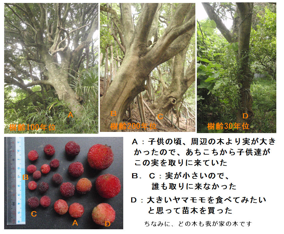 f:id:chuumeikun:20210622191742j:plain