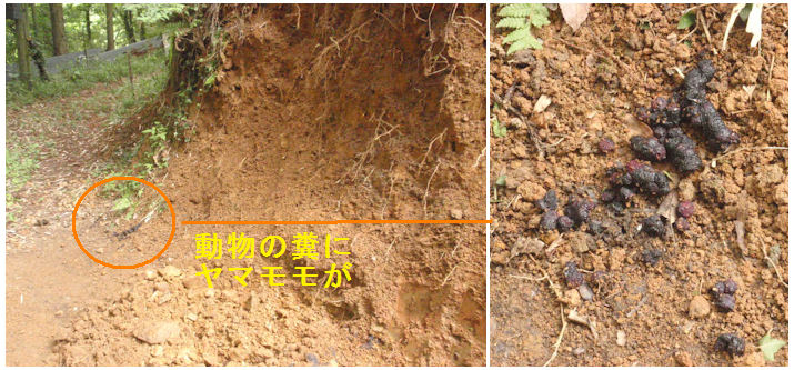 f:id:chuumeikun:20210622191813j:plain