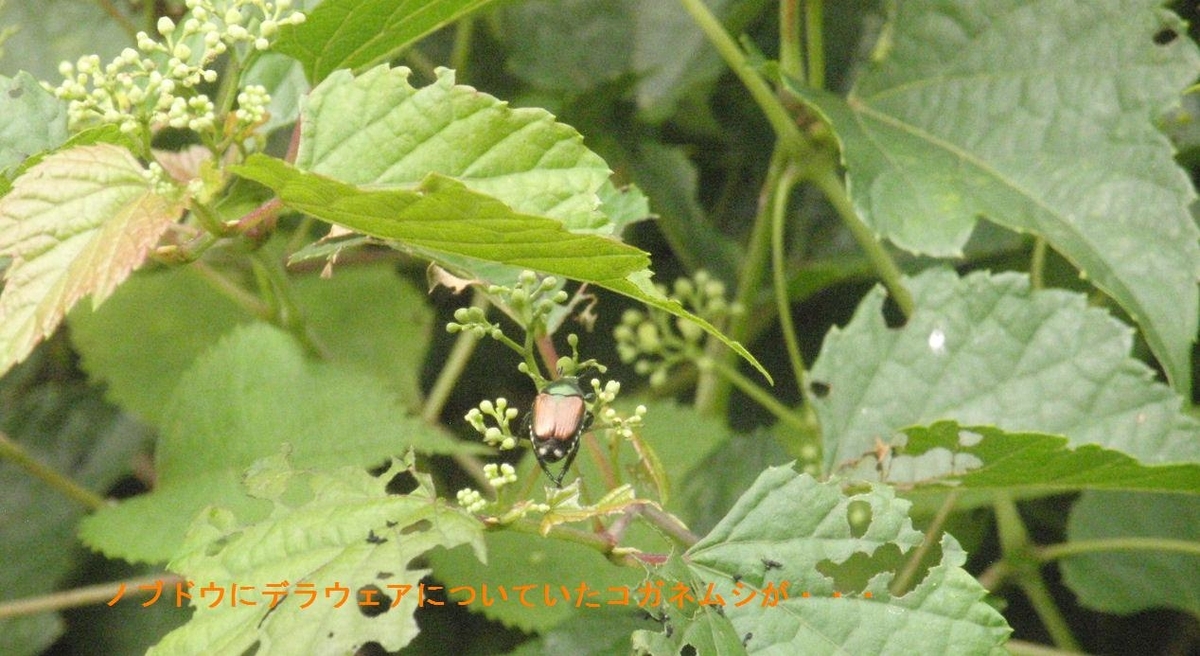 f:id:chuumeikun:20210622191830j:plain