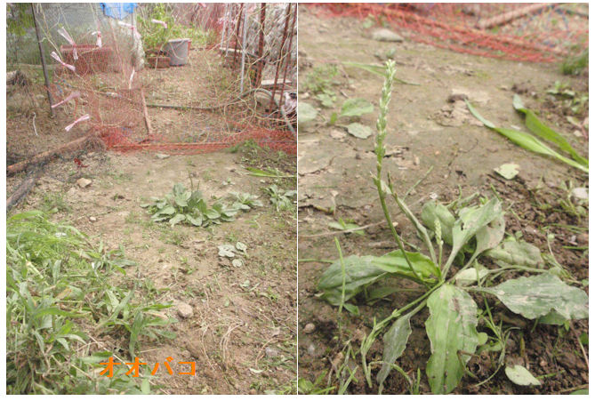 f:id:chuumeikun:20210630232707j:plain