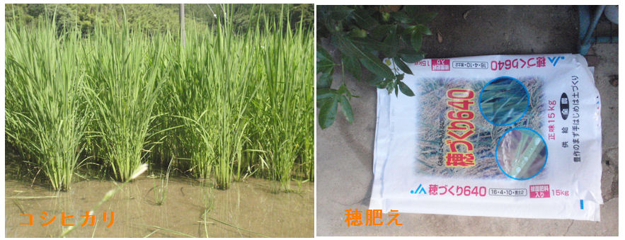 f:id:chuumeikun:20210714174149j:plain