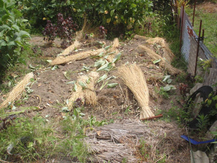 f:id:chuumeikun:20210803215404j:plain