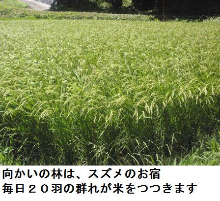 f:id:chuumeikun:20210804193500j:plain