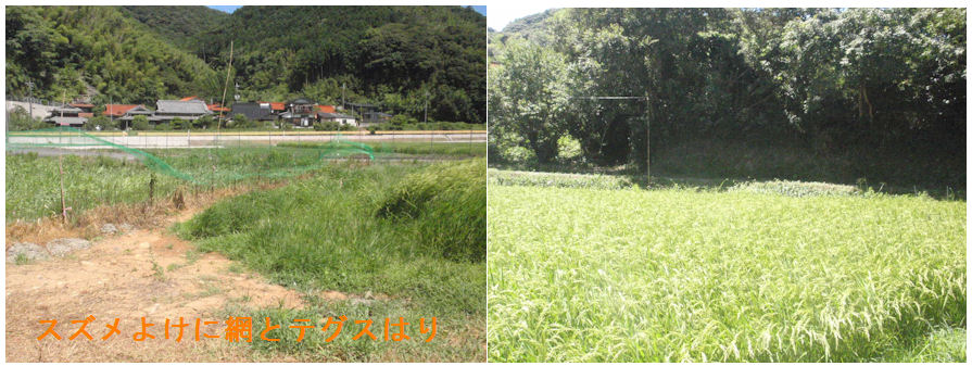 f:id:chuumeikun:20210804193655j:plain