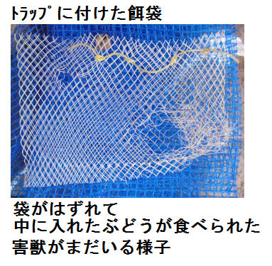 f:id:chuumeikun:20210804194019j:plain