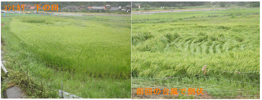 f:id:chuumeikun:20210814102436j:plain