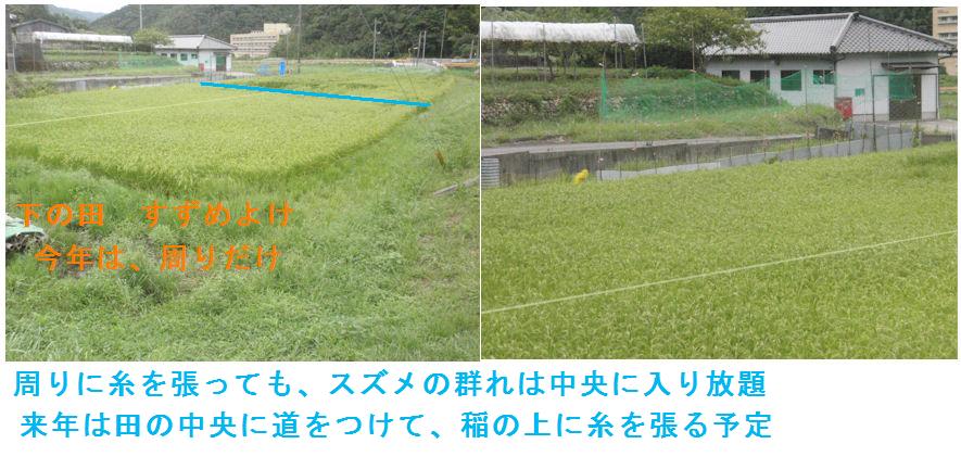 f:id:chuumeikun:20210815165732j:plain