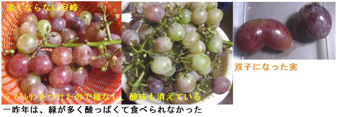 f:id:chuumeikun:20210826195602j:plain