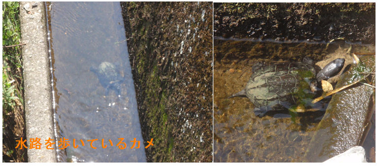 f:id:chuumeikun:20210831194245j:plain