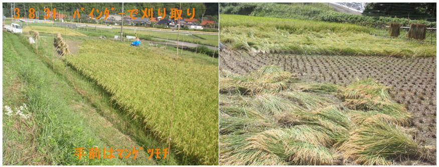 f:id:chuumeikun:20210831194321j:plain