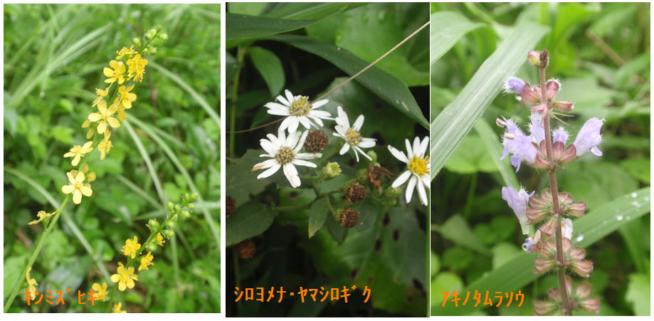 f:id:chuumeikun:20210911115648j:plain