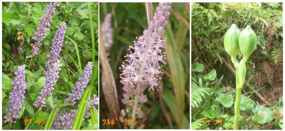 f:id:chuumeikun:20210911115730j:plain