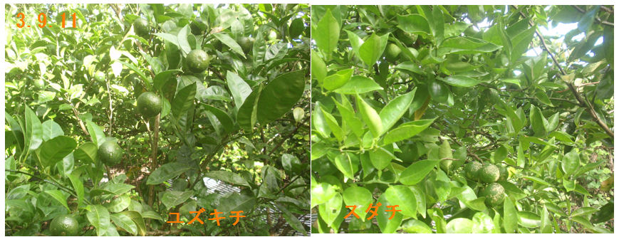 f:id:chuumeikun:20210911115744j:plain