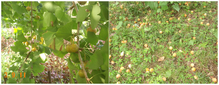 f:id:chuumeikun:20210911115826j:plain