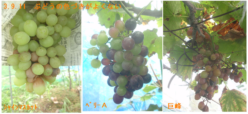 f:id:chuumeikun:20210911115955j:plain