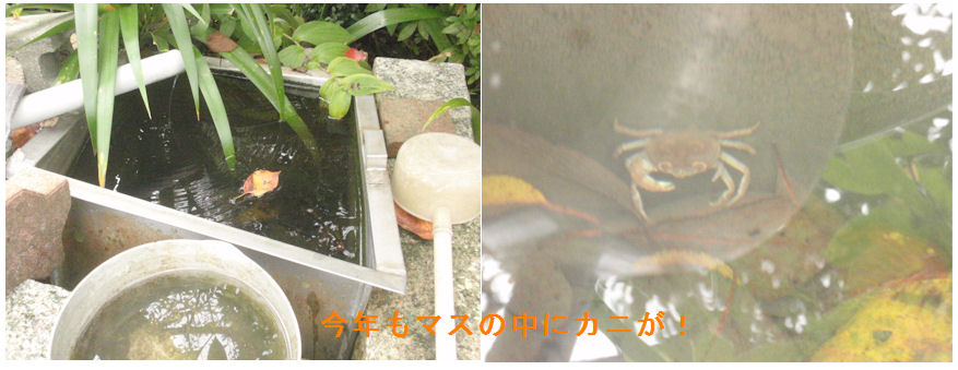 f:id:chuumeikun:20210929153044j:plain