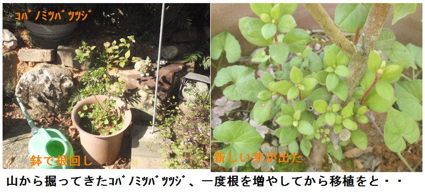 f:id:chuumeikun:20211006100631j:plain