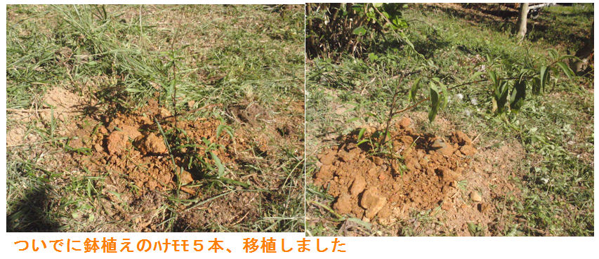 f:id:chuumeikun:20211006100908j:plain