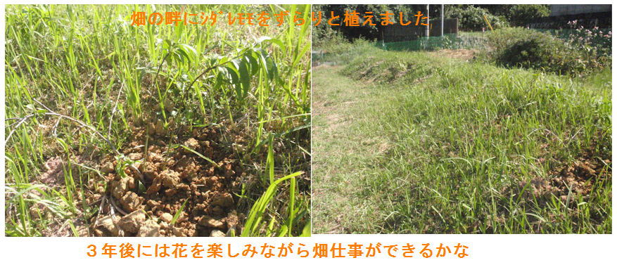 f:id:chuumeikun:20211006100953j:plain