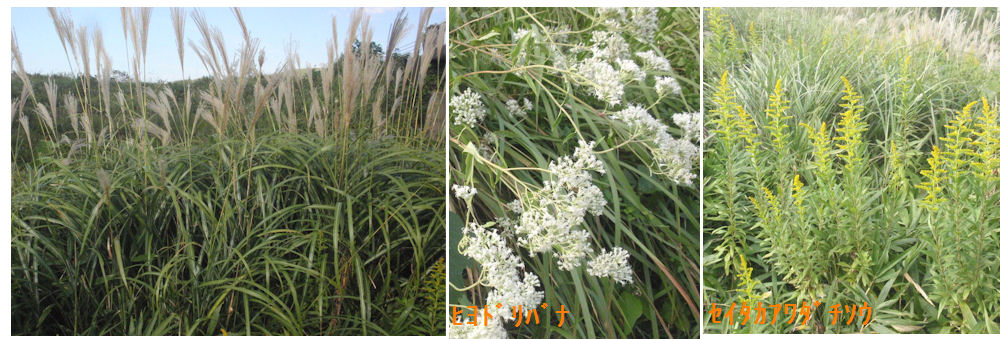 f:id:chuumeikun:20211006101322j:plain