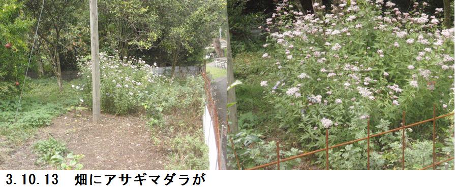 f:id:chuumeikun:20211014020112j:plain