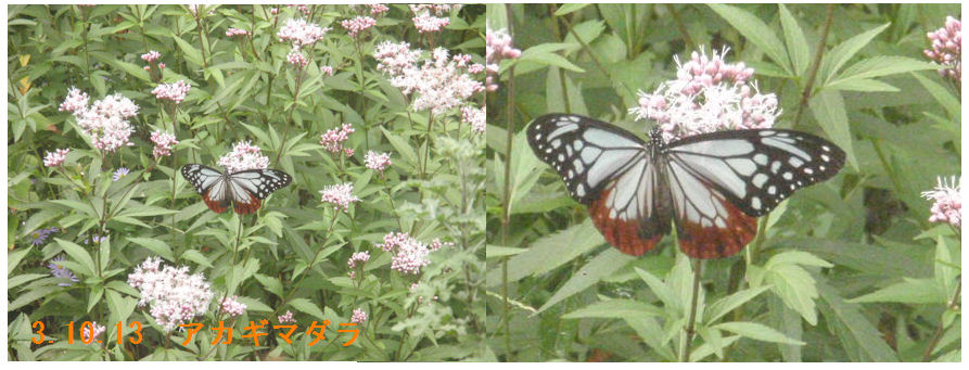 f:id:chuumeikun:20211014020138j:plain