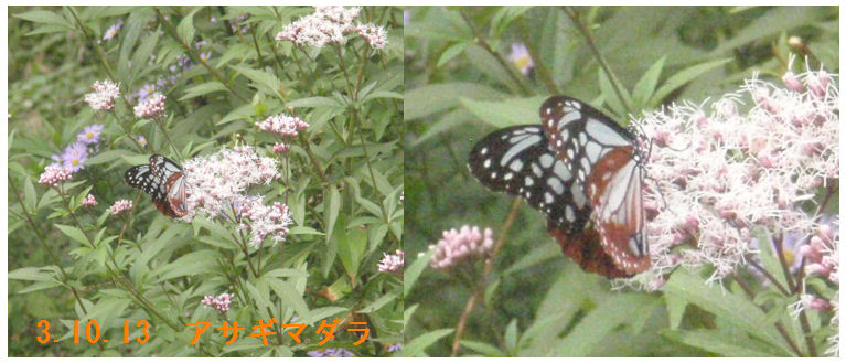 f:id:chuumeikun:20211014020146j:plain