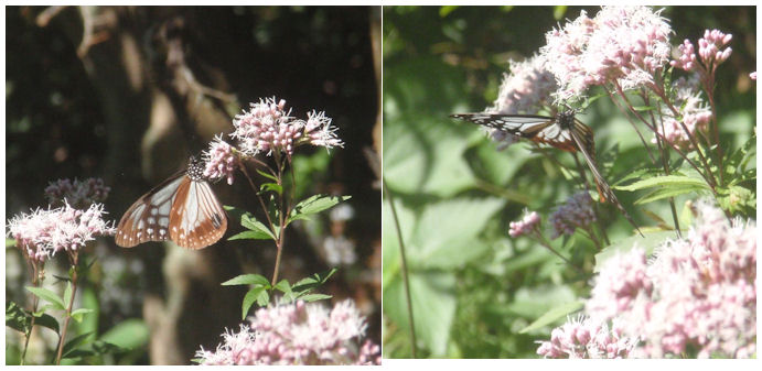 f:id:chuumeikun:20211015173936j:plain