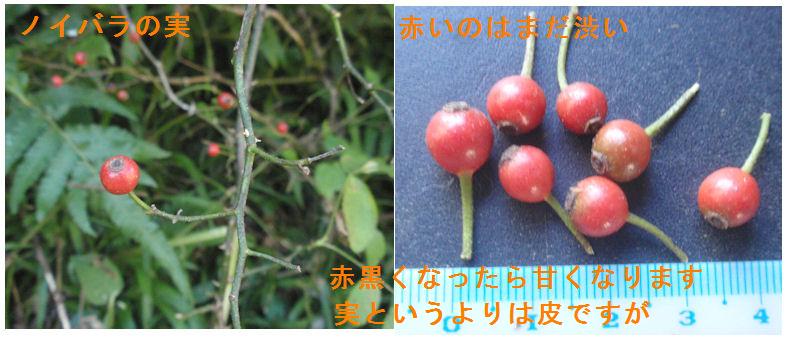 f:id:chuumeikun:20211015174051j:plain