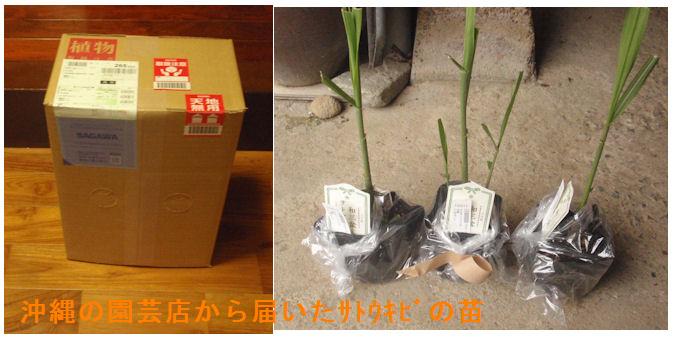 f:id:chuumeikun:20211019165008j:plain